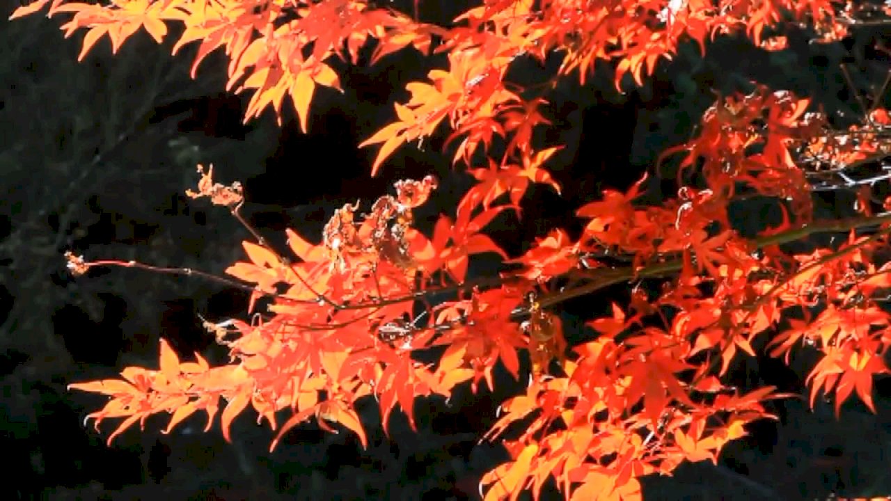 秋の紅葉は台湾でも 名所を紹介 ニュース Rti 台湾国際放送