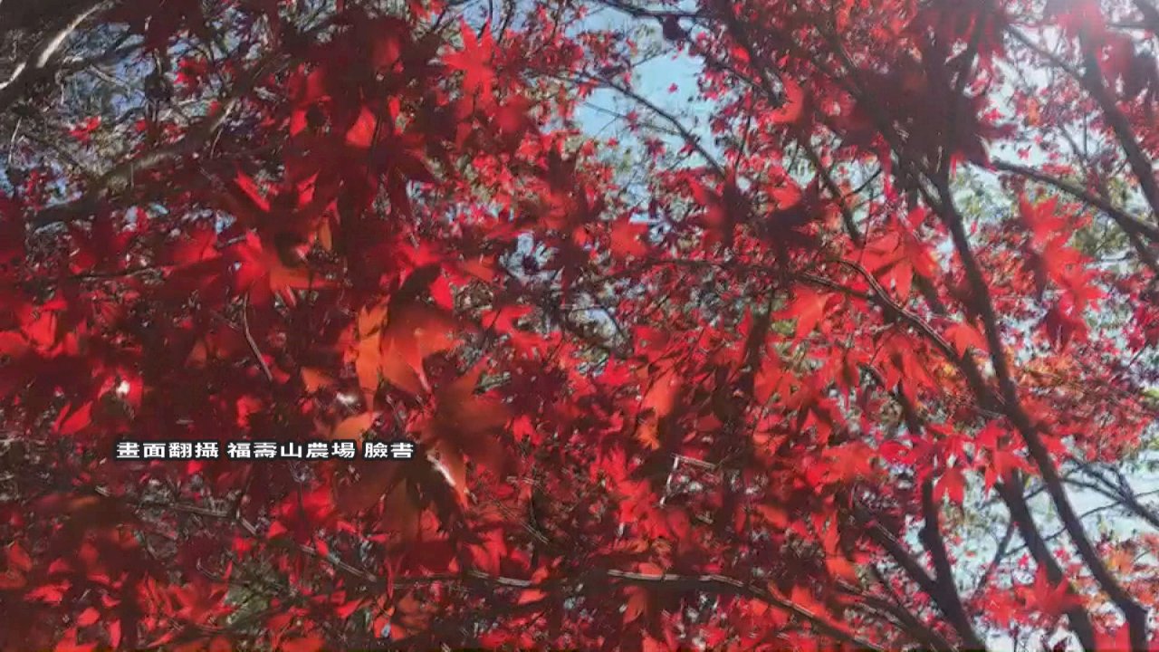台中福寿山の紅葉が色付き始める ニュース Rti 台湾国際放送