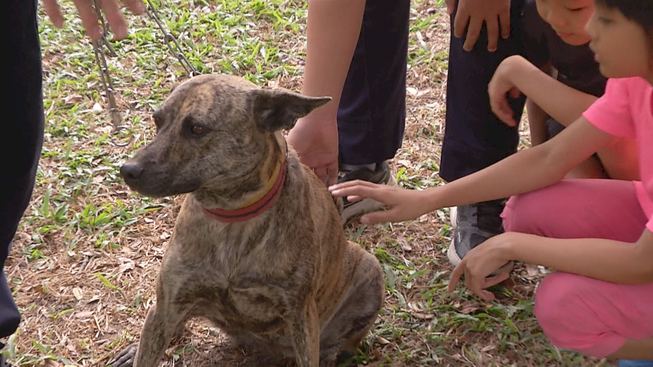 台南 野良犬たちの活路を見出す取り組み ニュース Rti 台湾国際放送