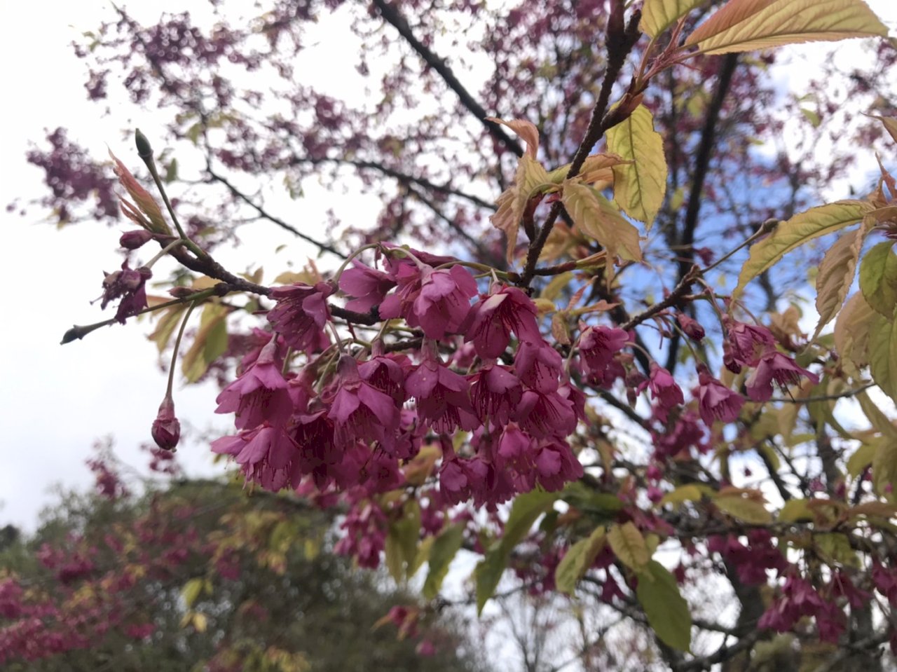 咲き誇っている阿里山の「山桜花」(写真:嘉義林管処提供)