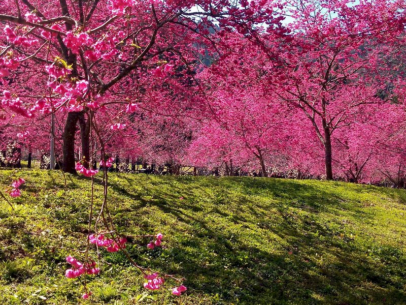 1月30日から3月14日まで開催されている、台湾中部・南投県日月潭(サンムーンレイク)の桜フェスティバルは、今見頃を迎えている。日月潭の桜フェスティバルの主な桜名所の一つである、「九族文化村(Formosan Aboriginal Culture Village、南投県魚池郷)」に植えられている5000本の桜が、今年一斉に開花していることから、注目を集めている。台湾のメディアは、「桜花大爆発(桜の花大量発生)」という言葉を使って過去10年にない盛況ぶりを報道している。(写真:九族文化村提供、CNA)